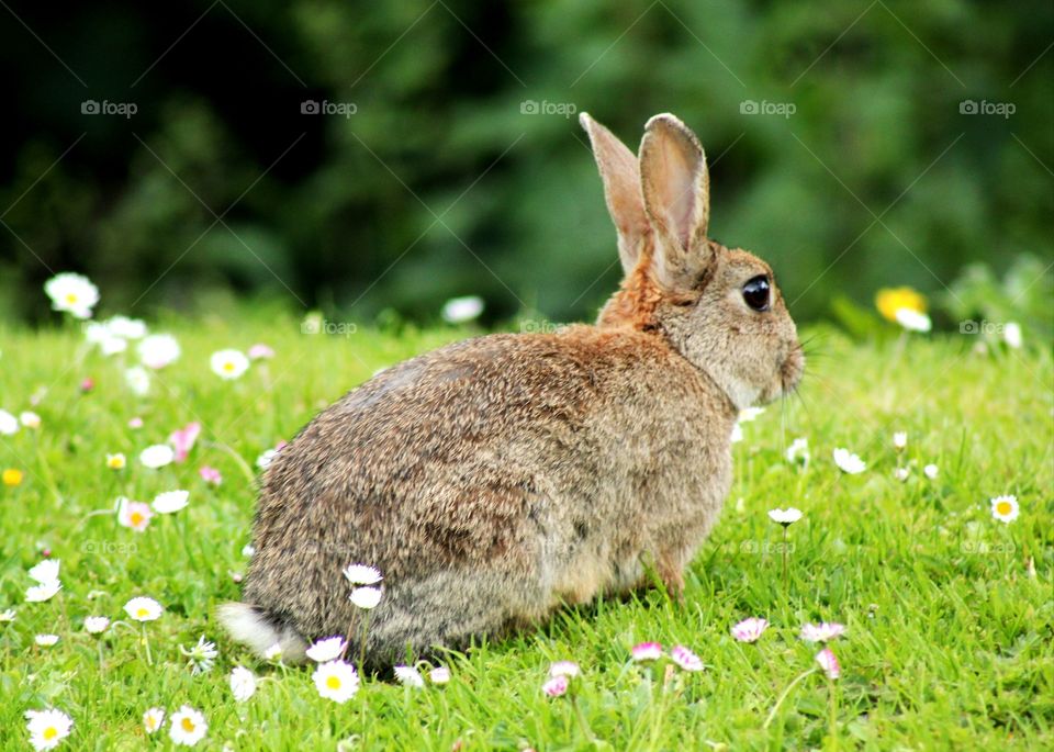 Rabbit :)