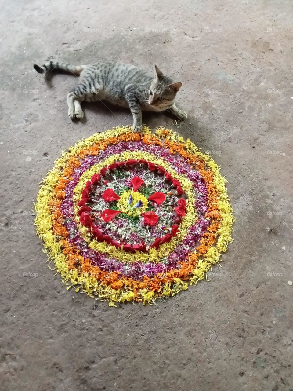 flower field, onam, Kerala, India, cat