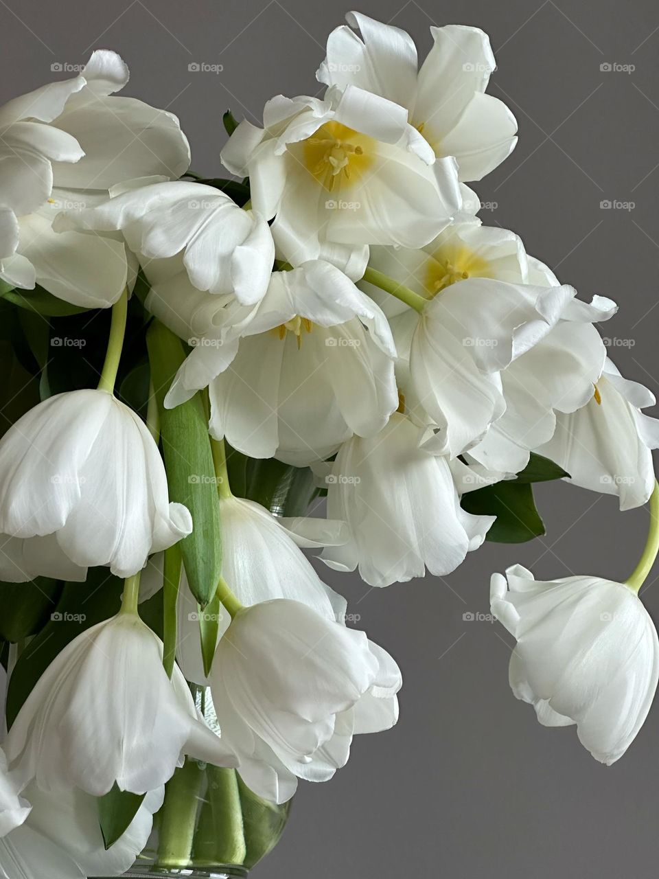 White tulips in a vase 