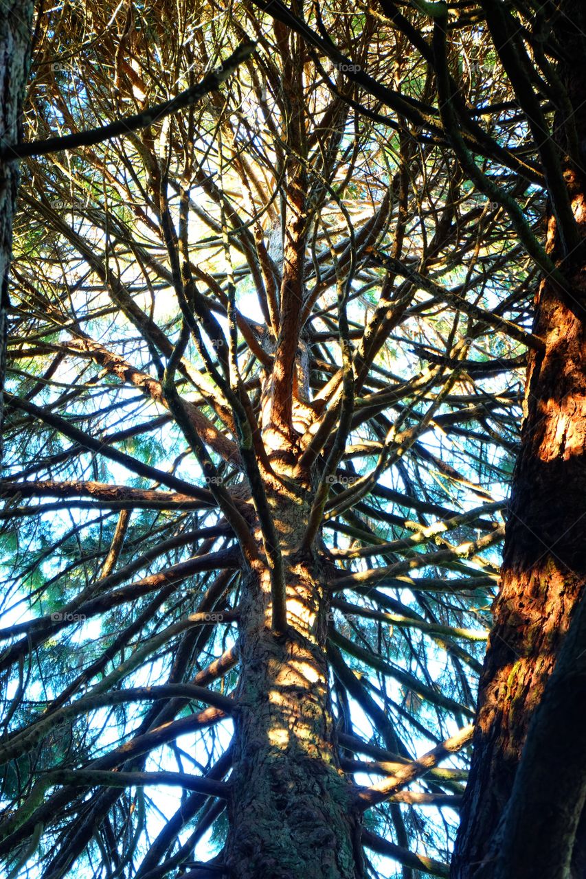 Patterns in nature. Web of branches.