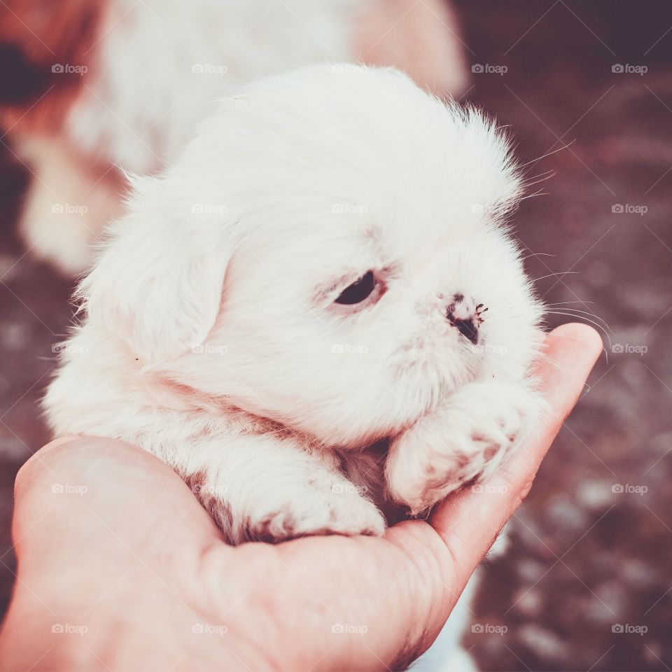 Cute puppy (Getty Images)