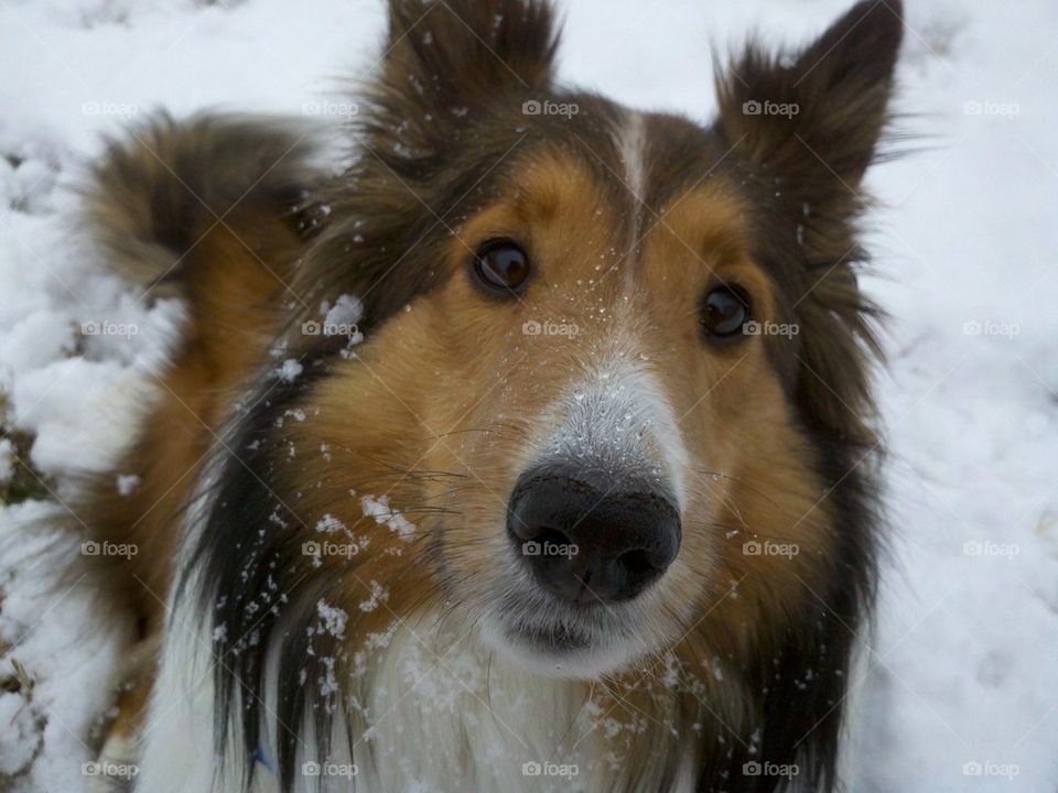 winter pup