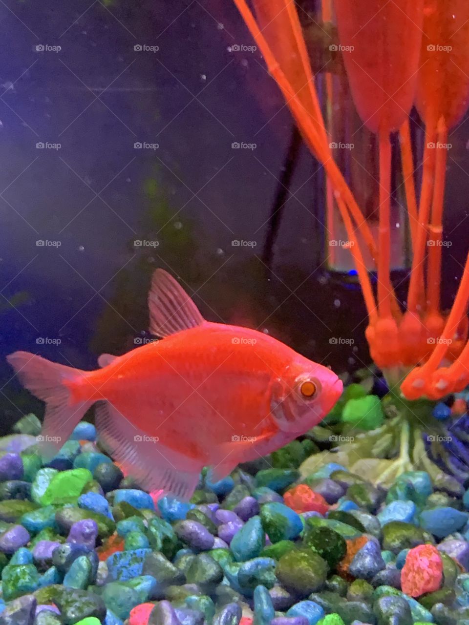 Pink neon tetra fish 