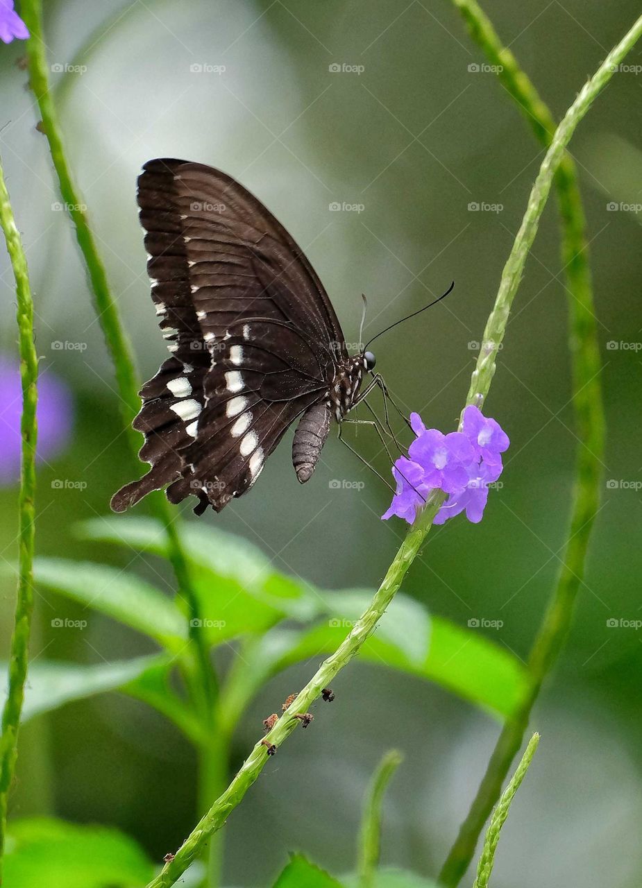Common Mormon Butterfly
