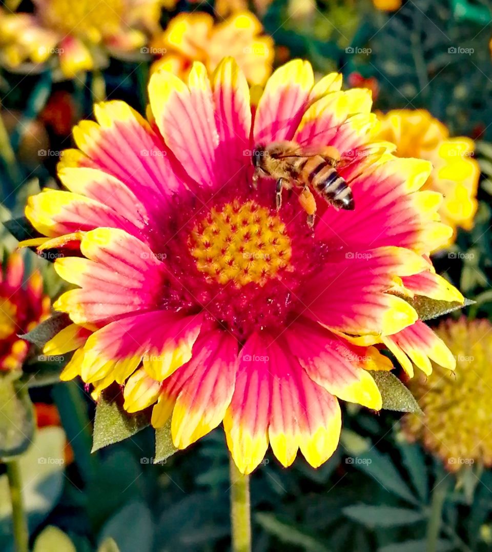 Bee on a flower