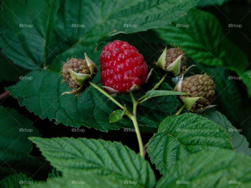 Raspberry