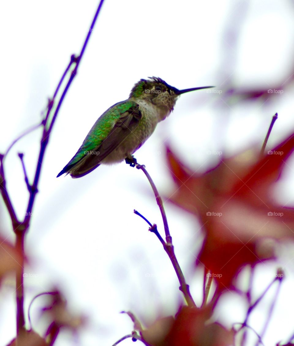 Hummingbird in Autumn 