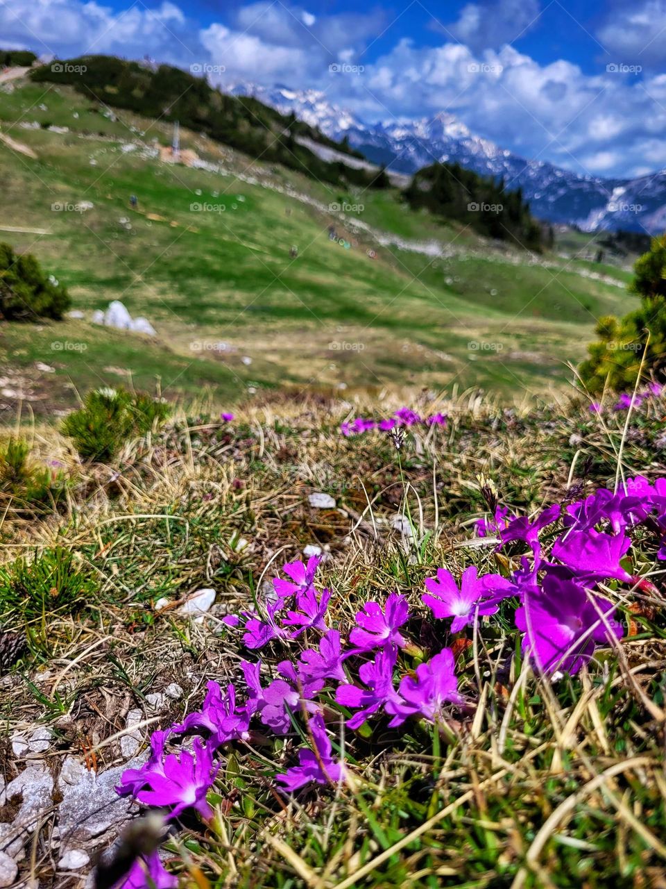 Top view of beautiful blooming pink flowers in tree brancn in spring. natural park close up