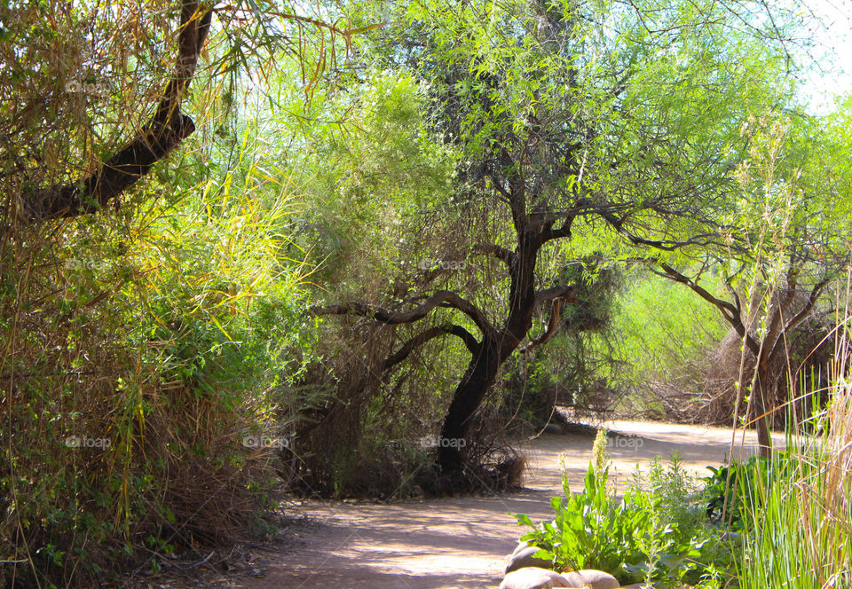 Mesquite path . Spring in Arizona 