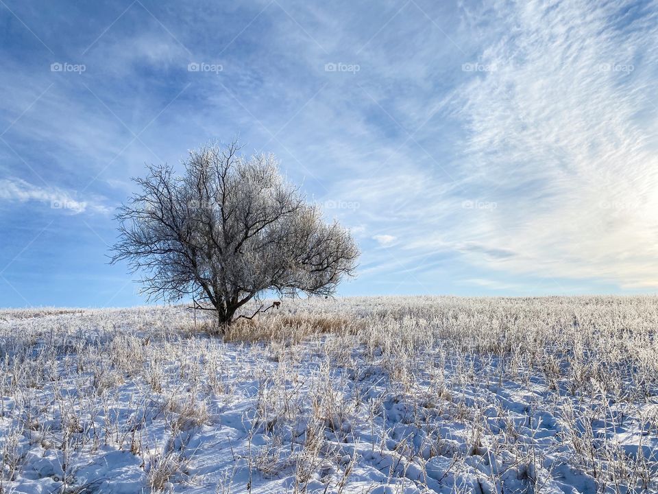 Lonely frost covered tree