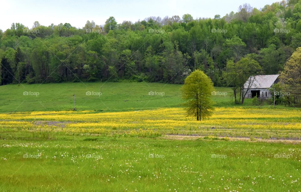 Country field with yellow flowers