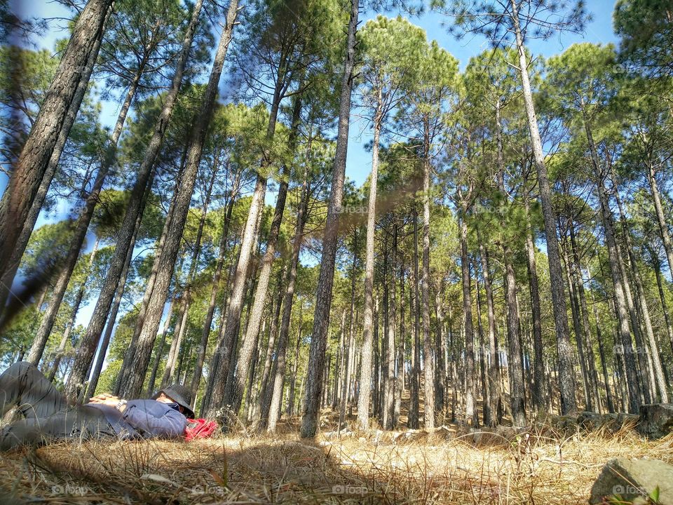 pine forest