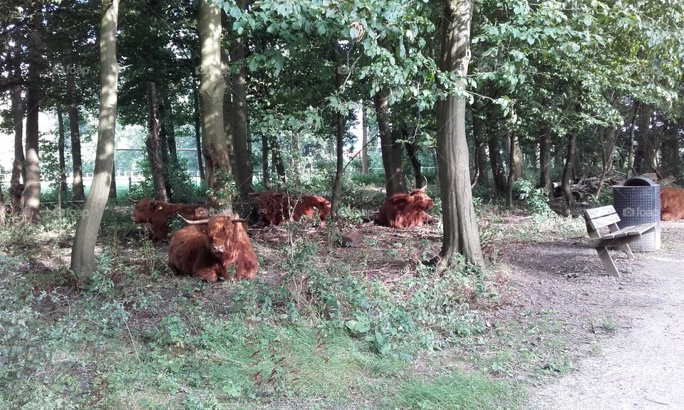 Cows in the park