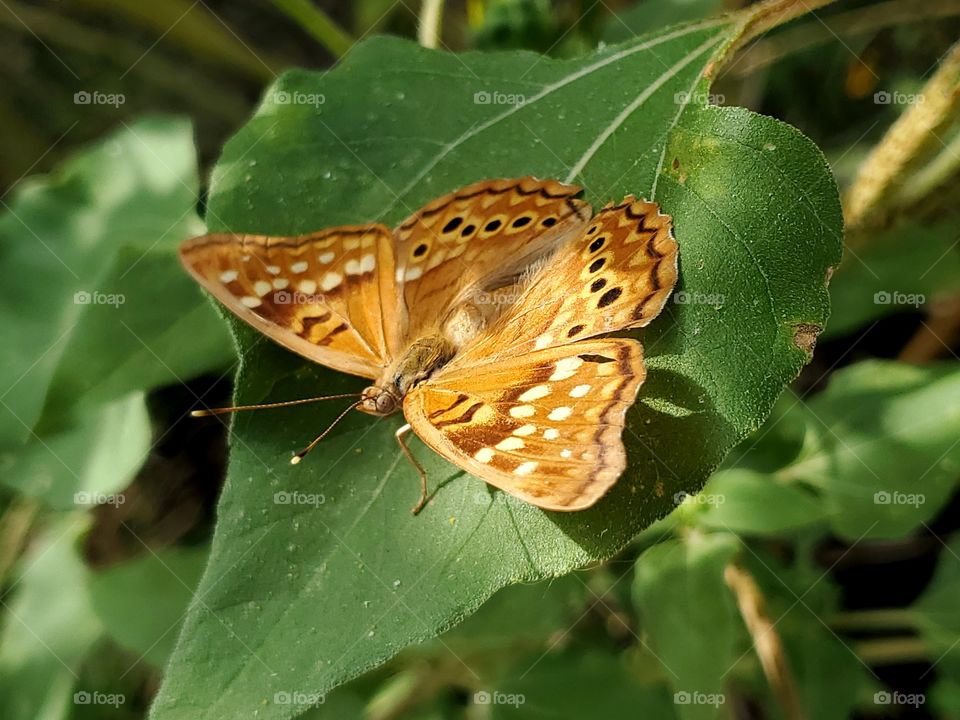 Hackberry tree butterfly