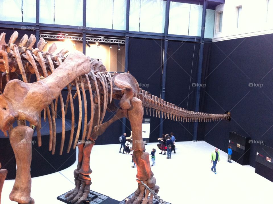 Dynosaurus view