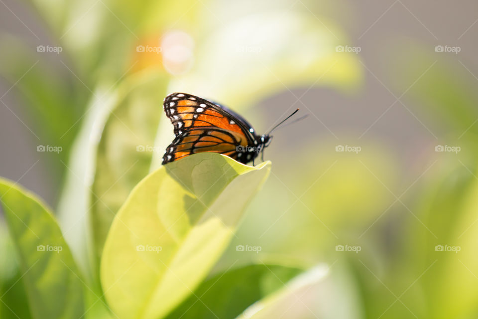 Nature, Insect, Butterfly, Summer, No Person