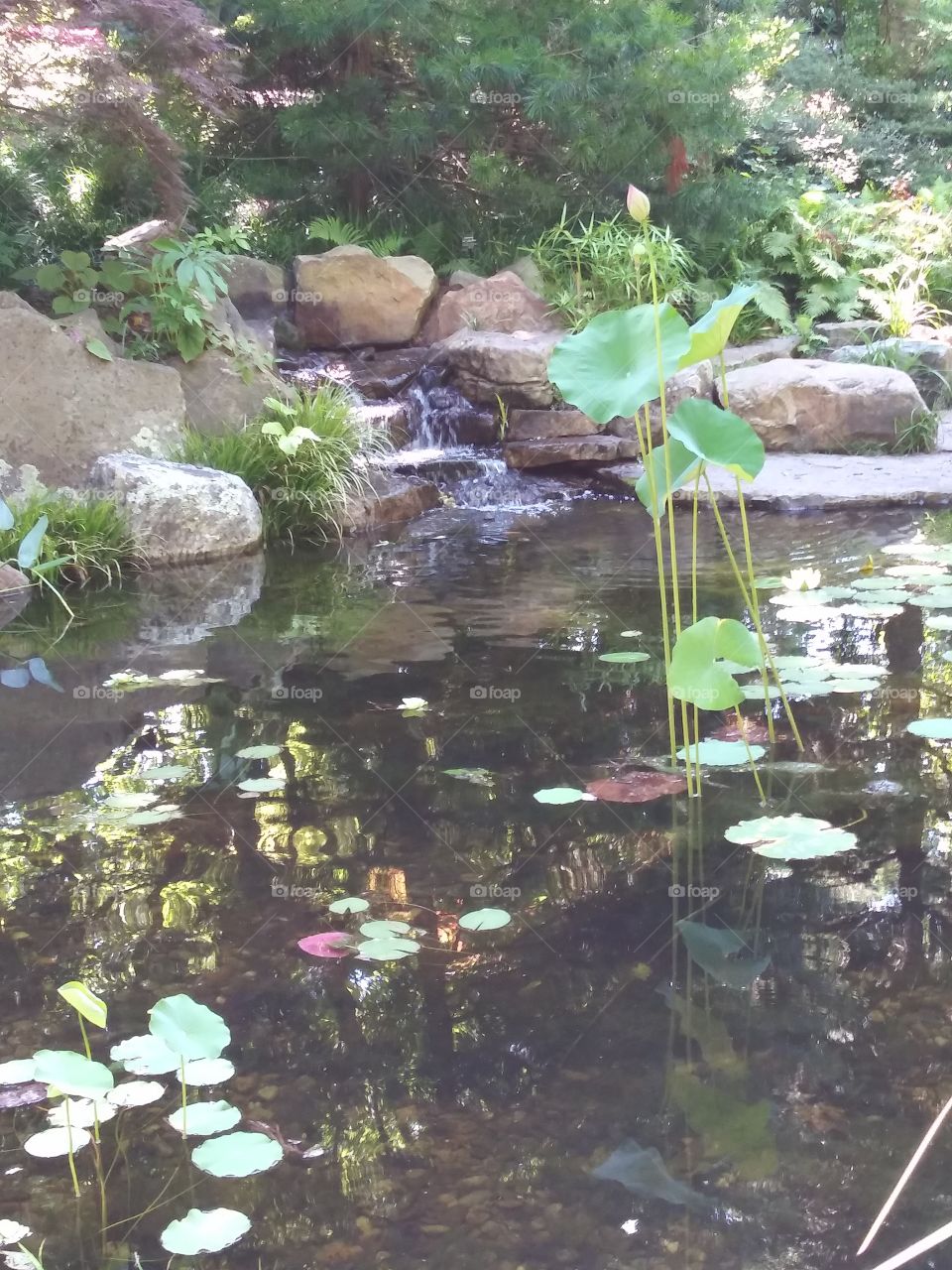 Zen pond