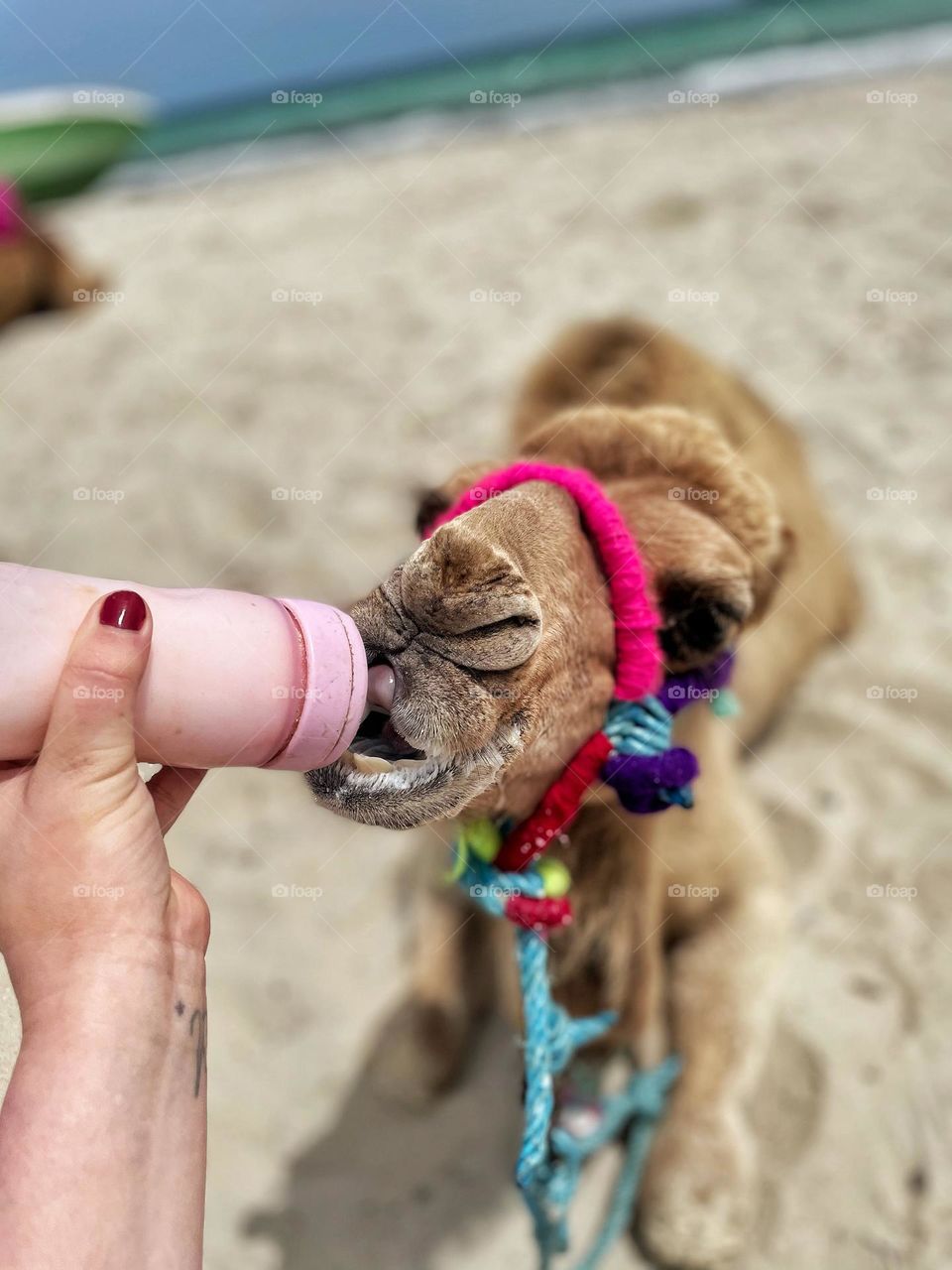 Camel baby 