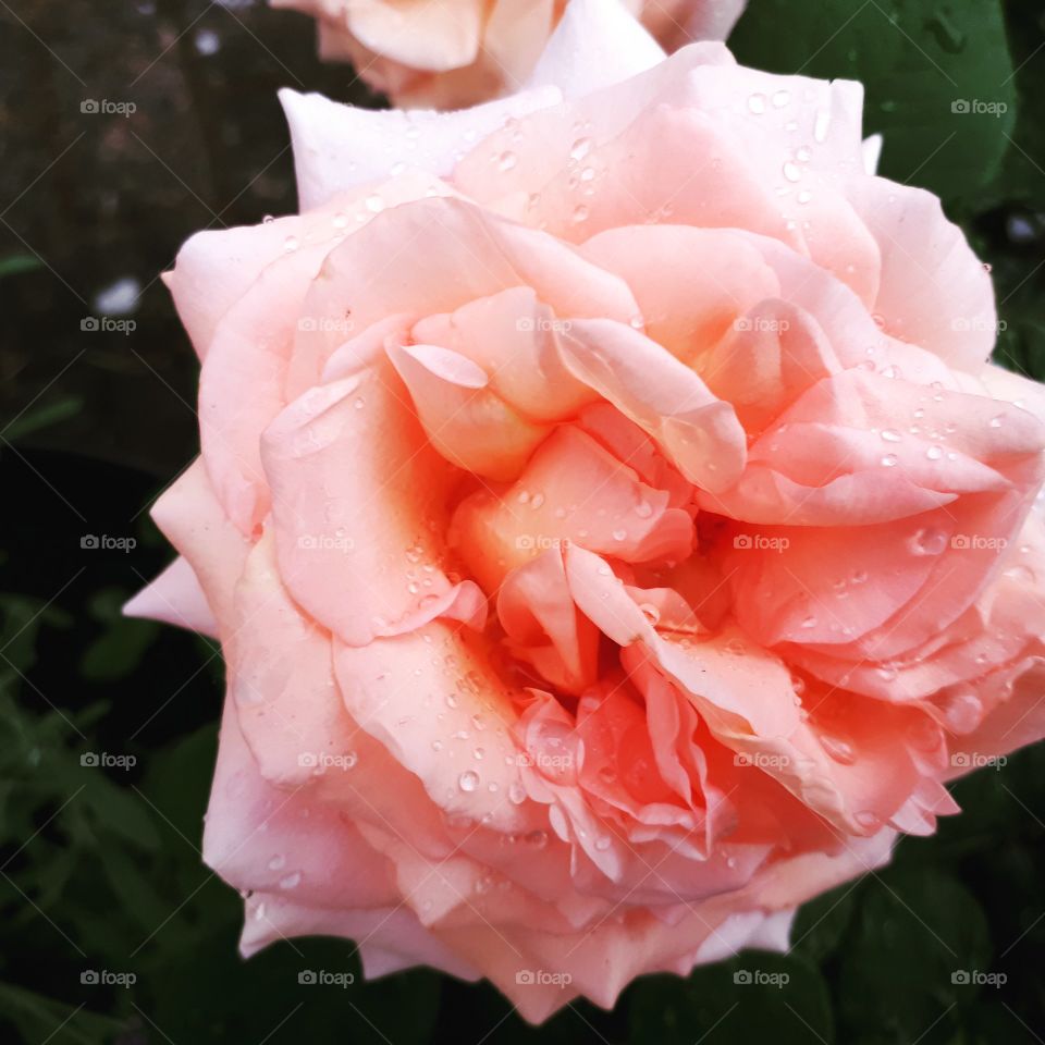 Beautiful  rose. called Best Wishes. so lovely. scented.Big bloom.