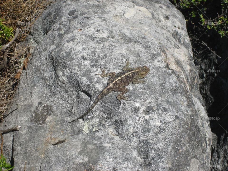 Lizard on rock