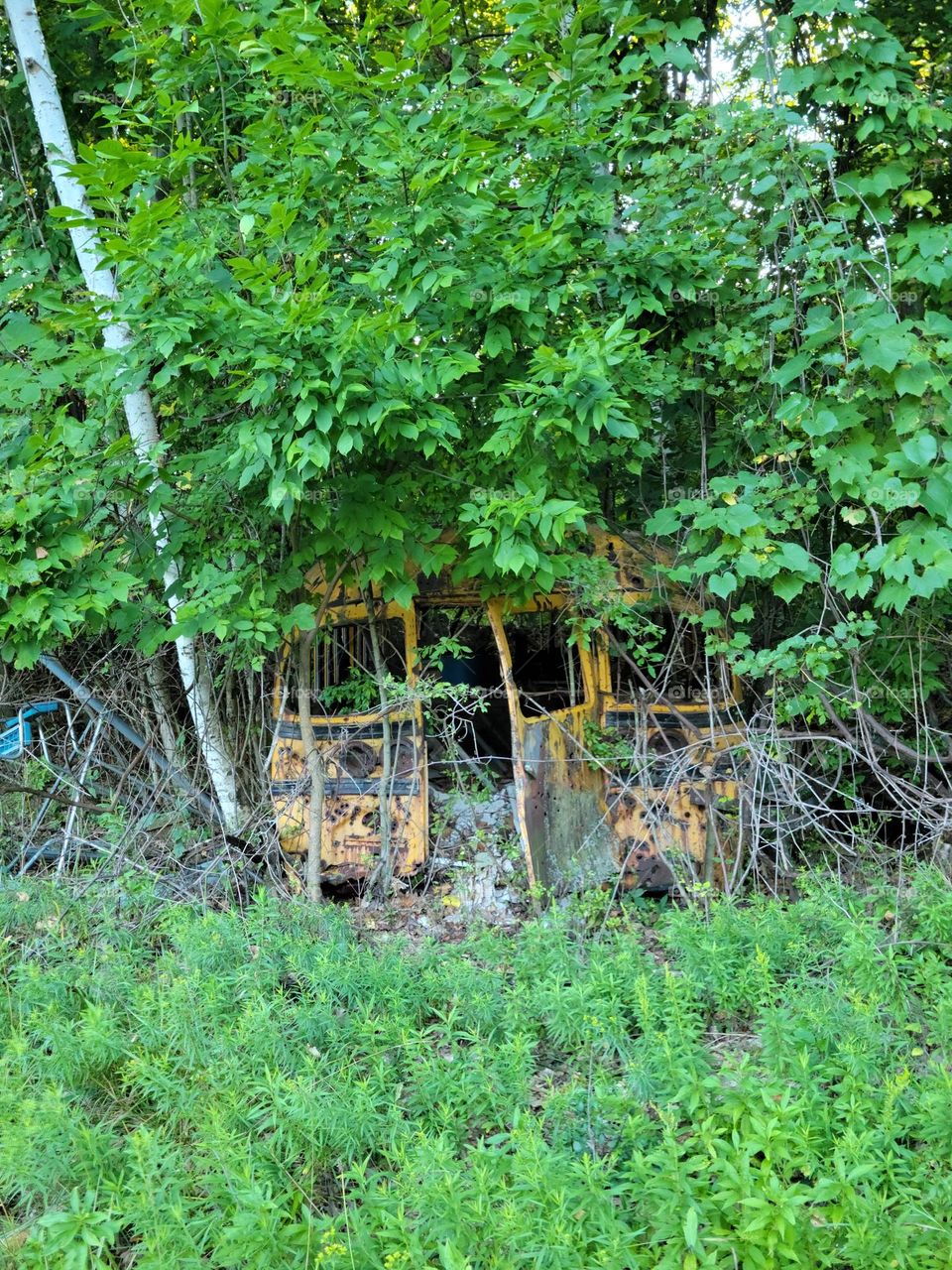 Forgotten School Bus