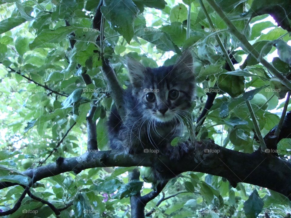 Cat on a tree. 