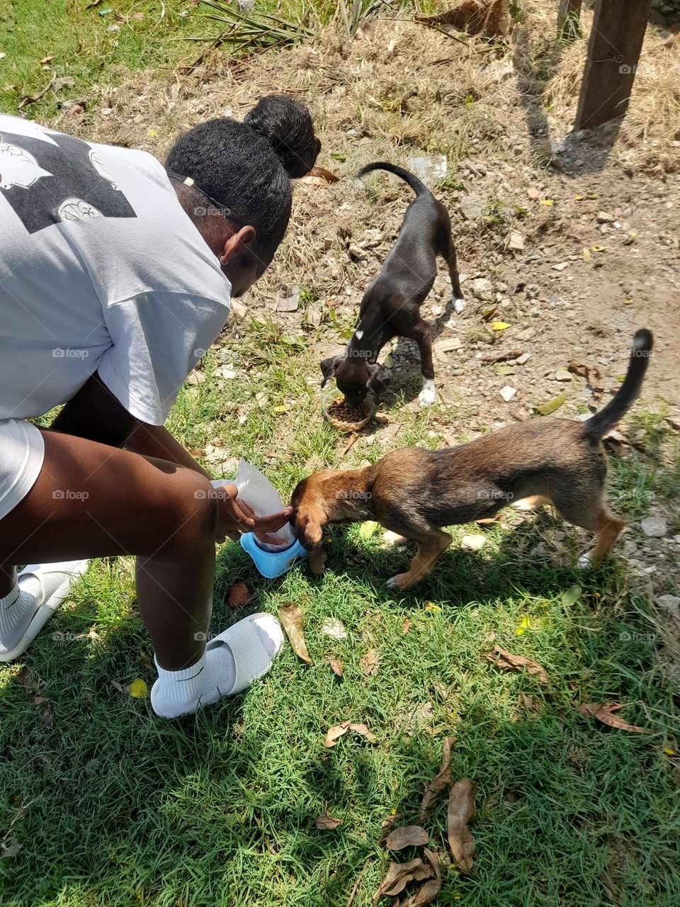 foto perfecta para anunciar/publicidad de ayudad a animales