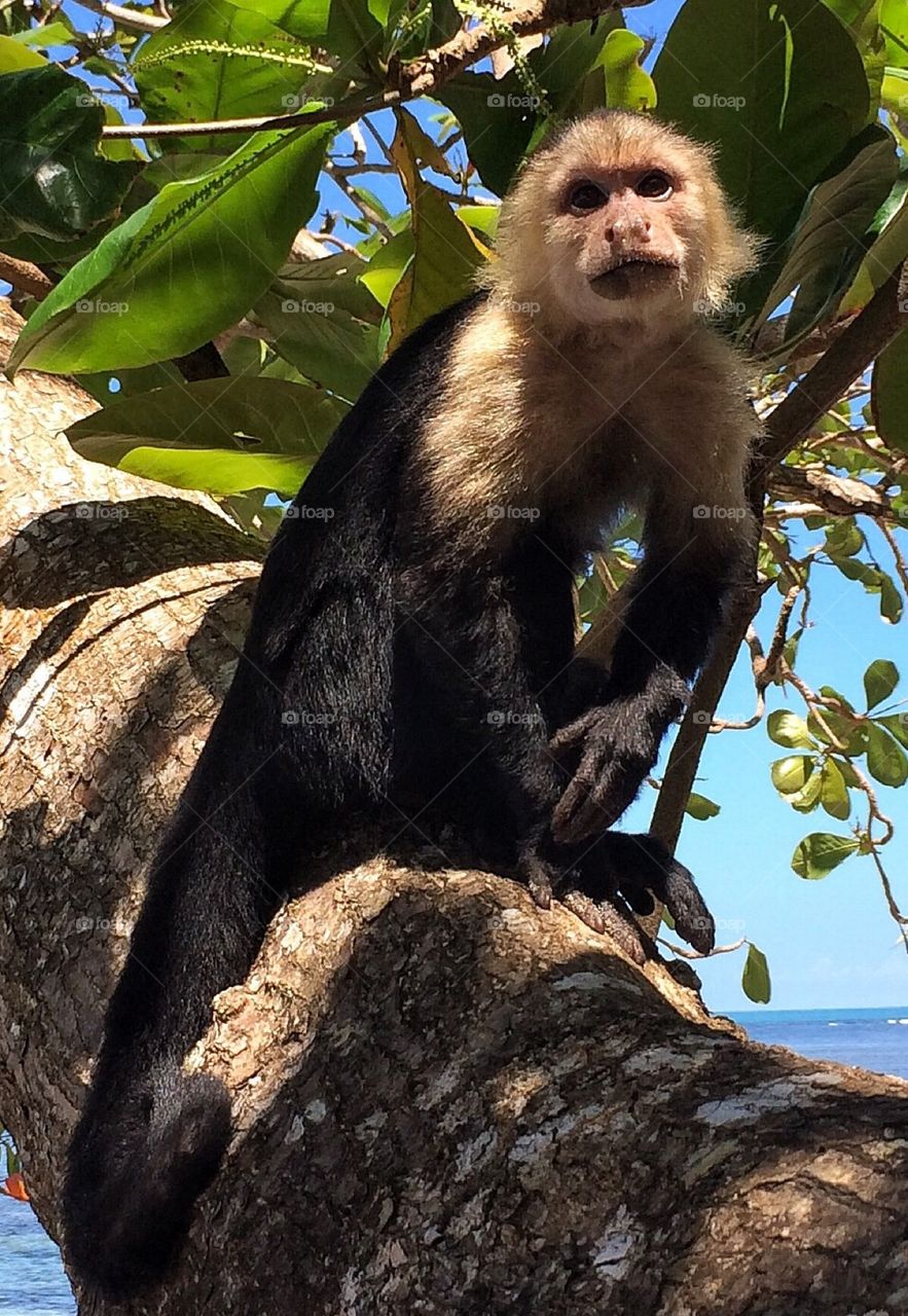 Whitethroated Capuchin Costa Rica