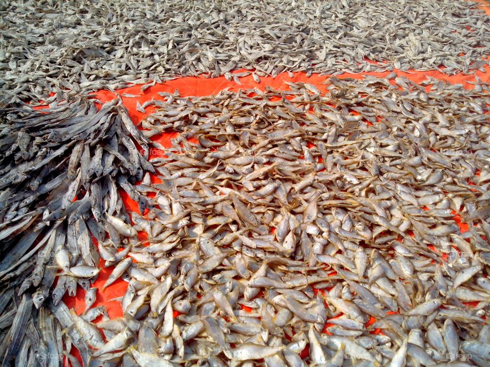 Dry Fish