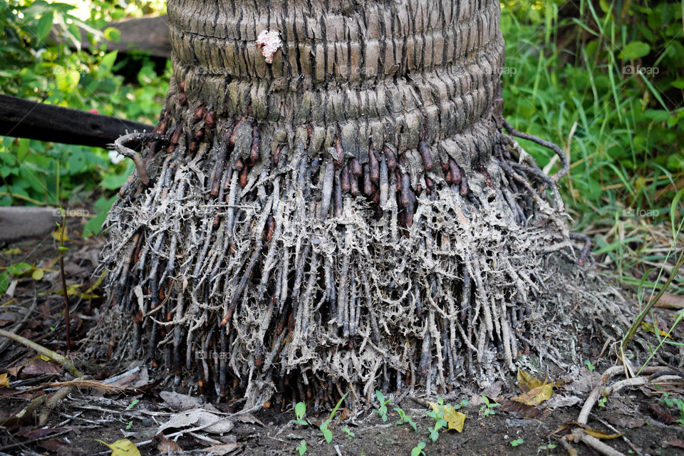 Close up Root of Coconut Tree