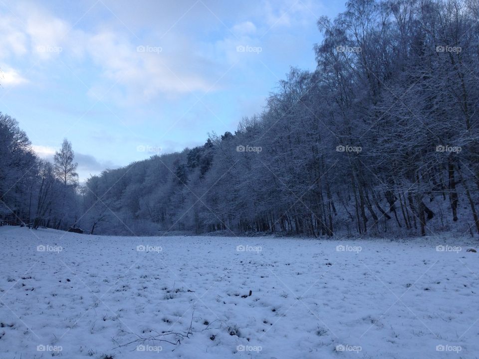 Snow, Winter, Cold, Tree, Frost