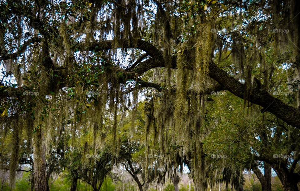 Moss hanging from tree