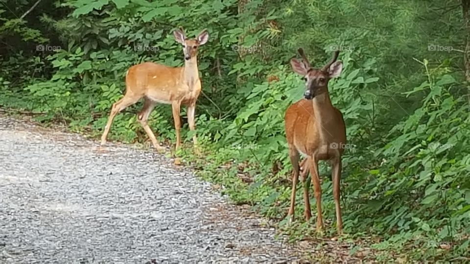 pair of deer