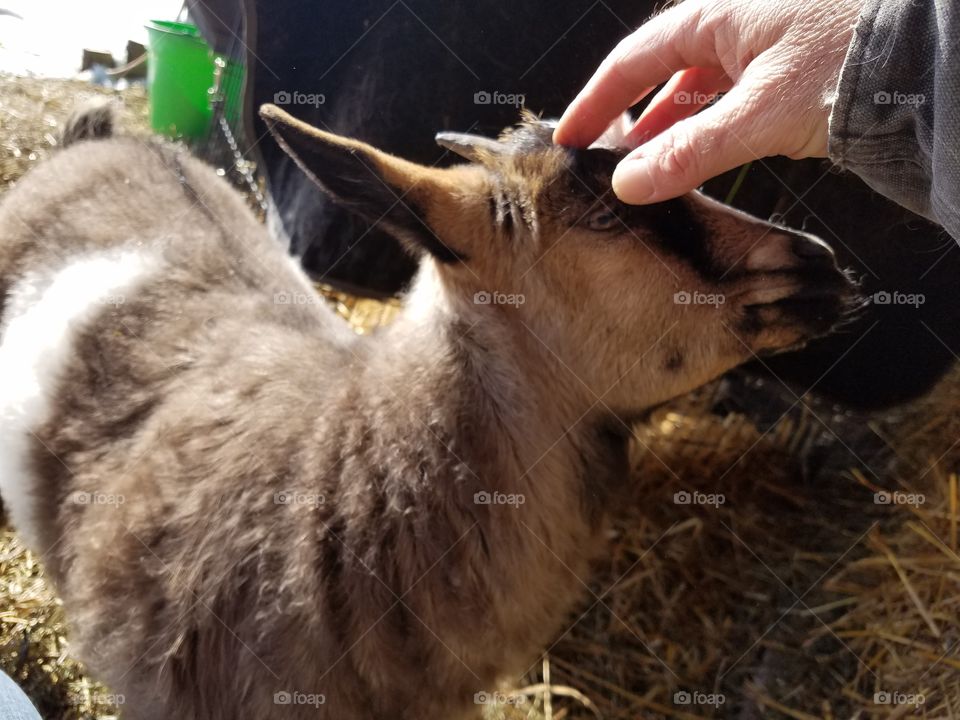 pet therapy goat