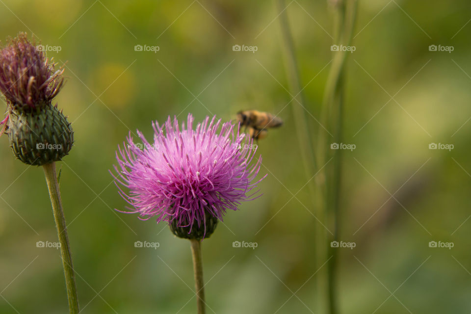 Purple flower and bee in the forest under the shade of the trees