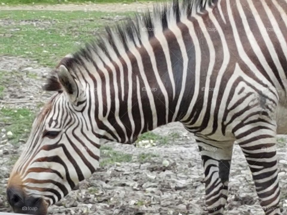 Zebra, Equid, Safari, Wildlife, Nature