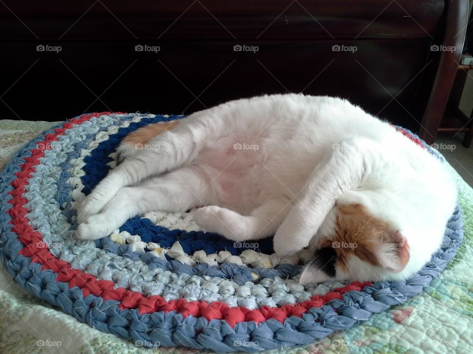 Napping in a Too Bright Spot - Cutest Pets