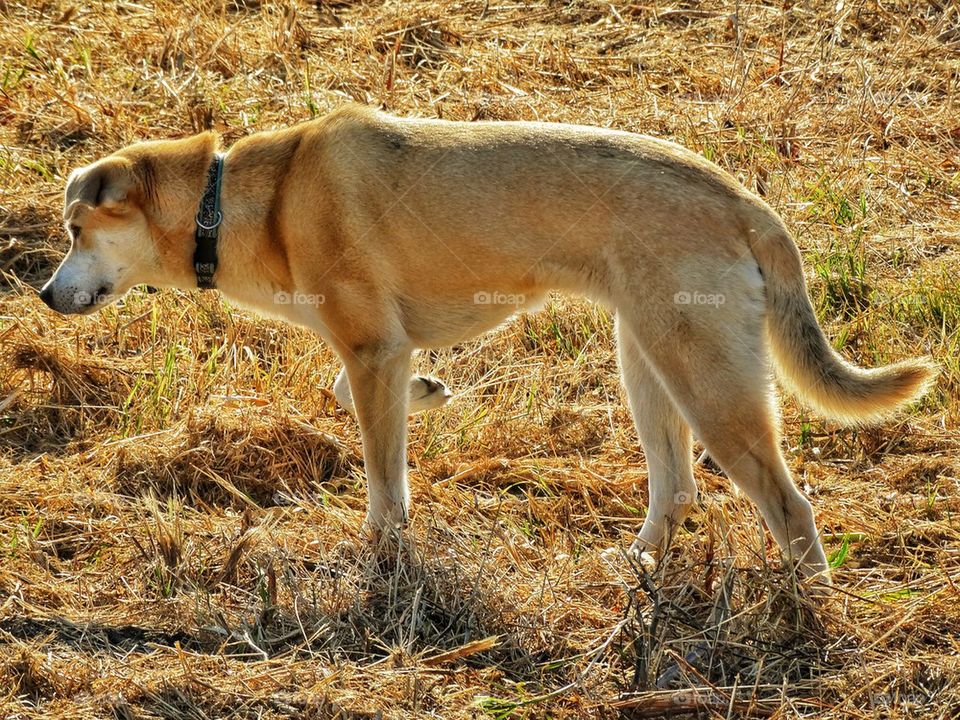 Hunting Dog