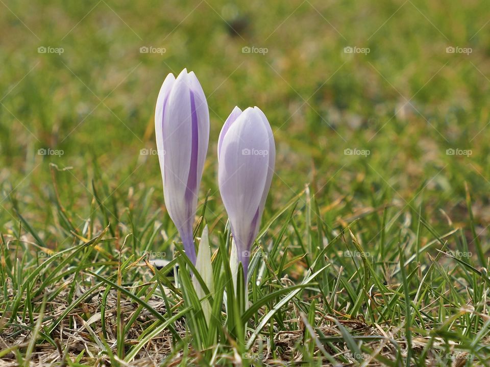 Crocus