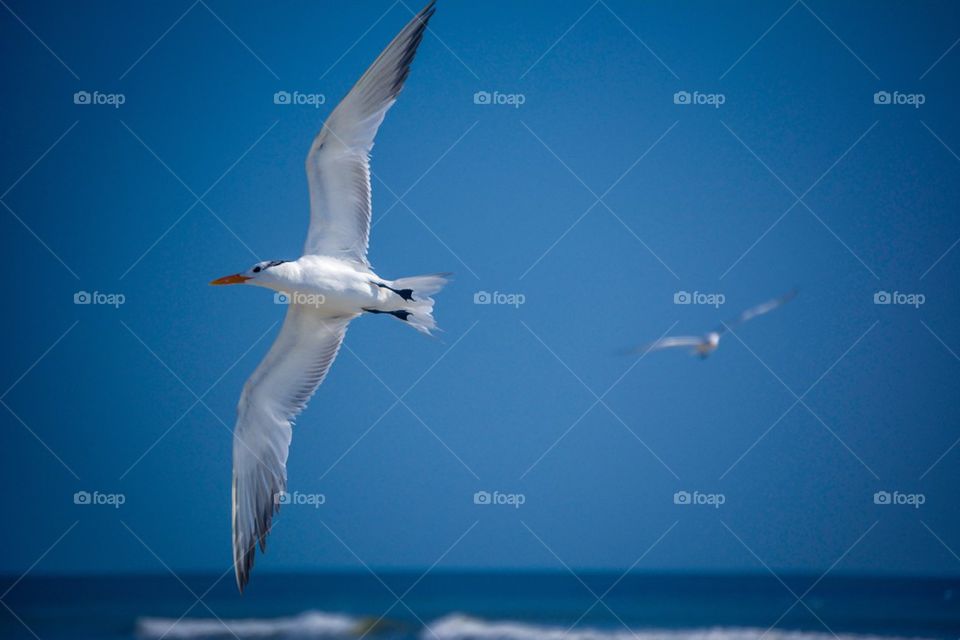 seagulls