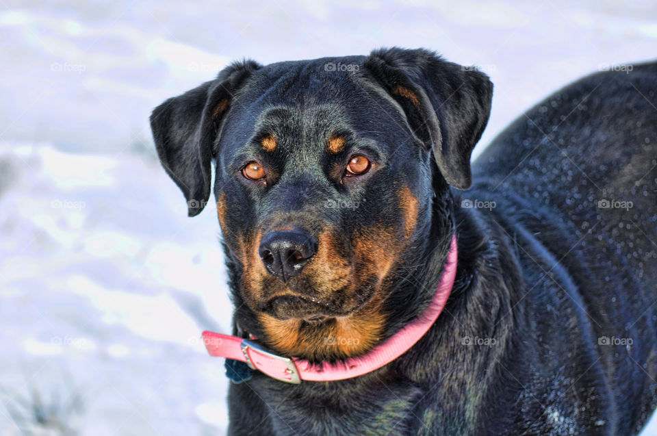 Sadie Loo Hoo. My Rotti Sadie