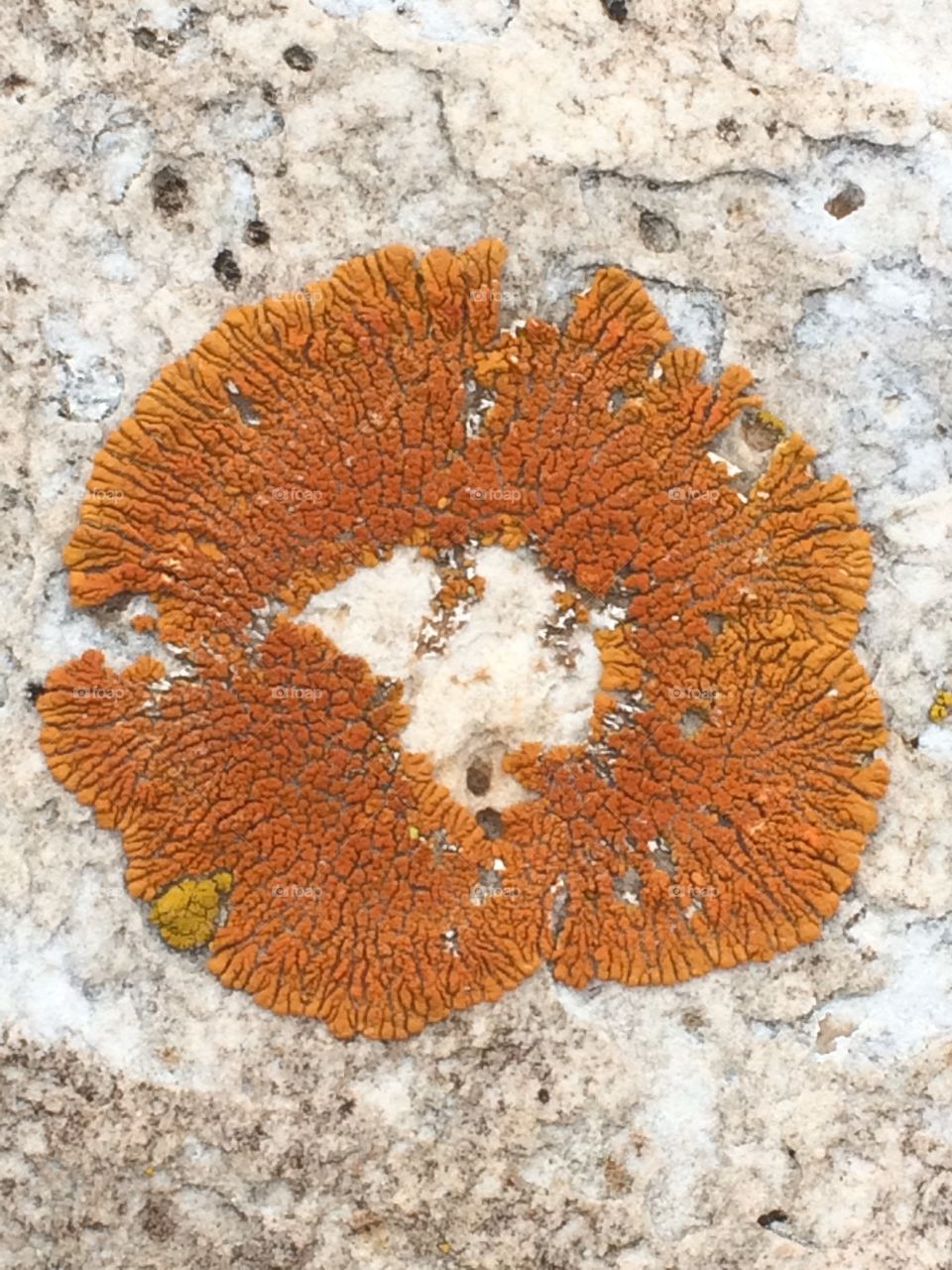 Orange rock flower
