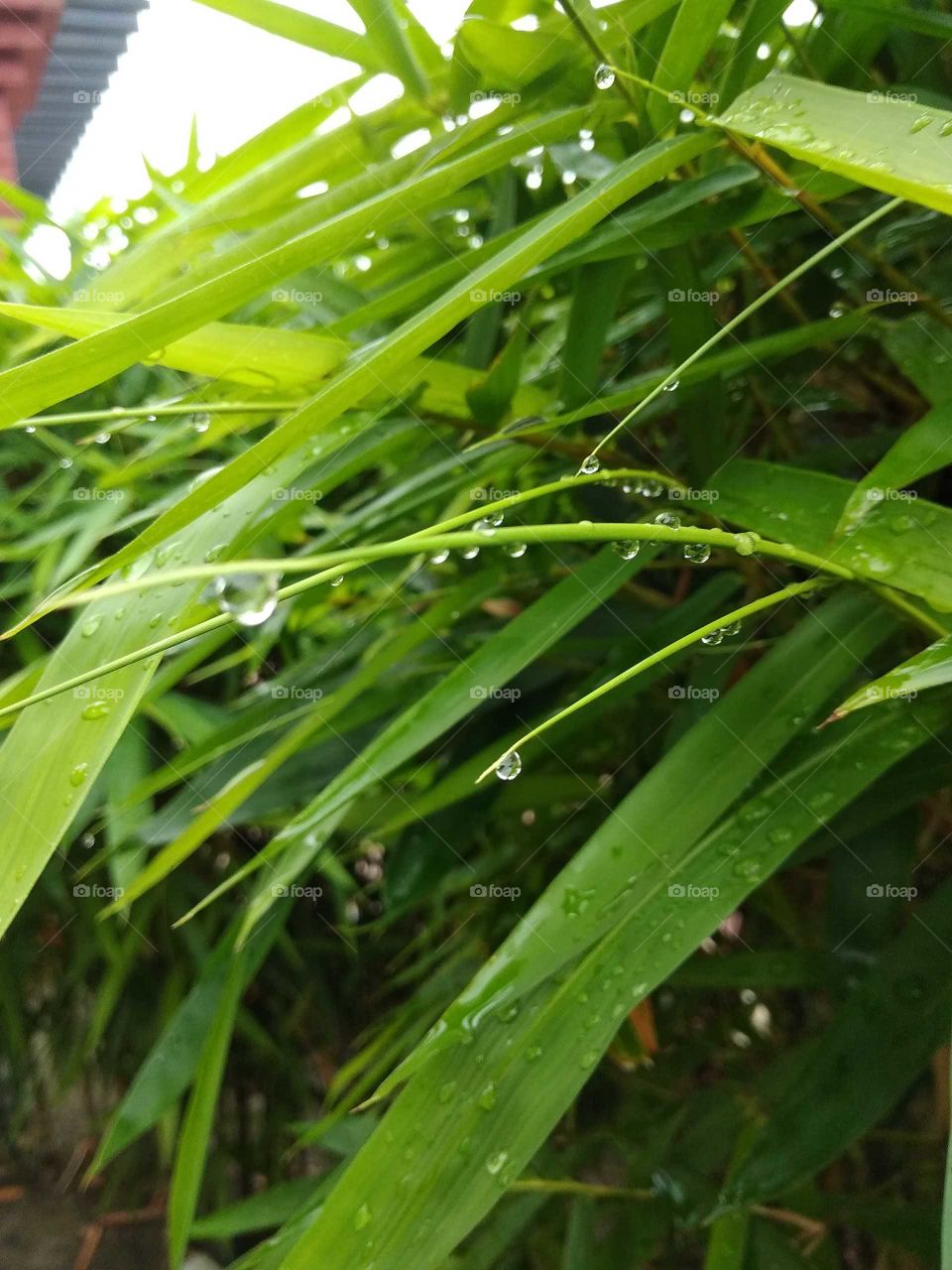 rainy drop in plant