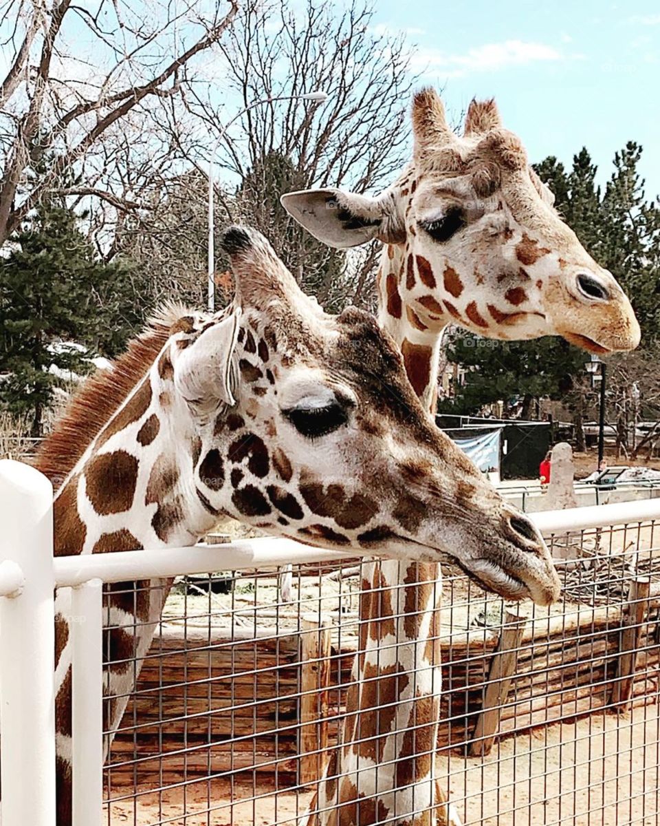 Giraffes at the Denver Zoo