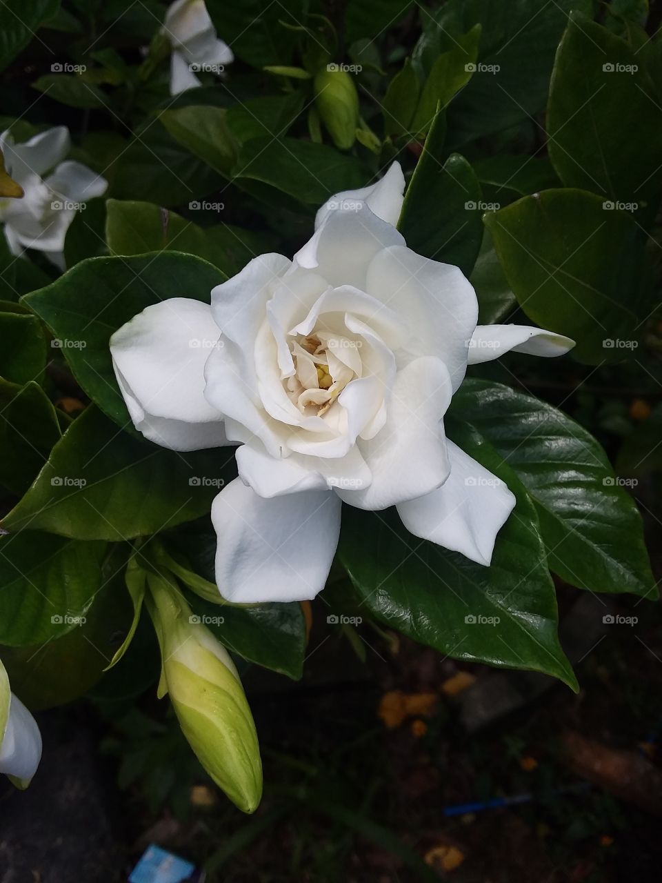 gardenia picture