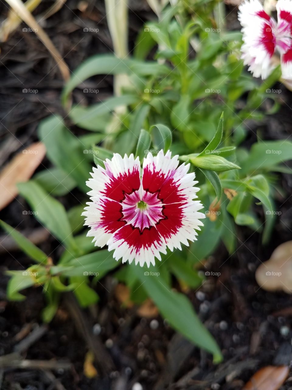 Red and White