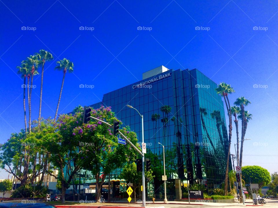 Palm tree reflection 