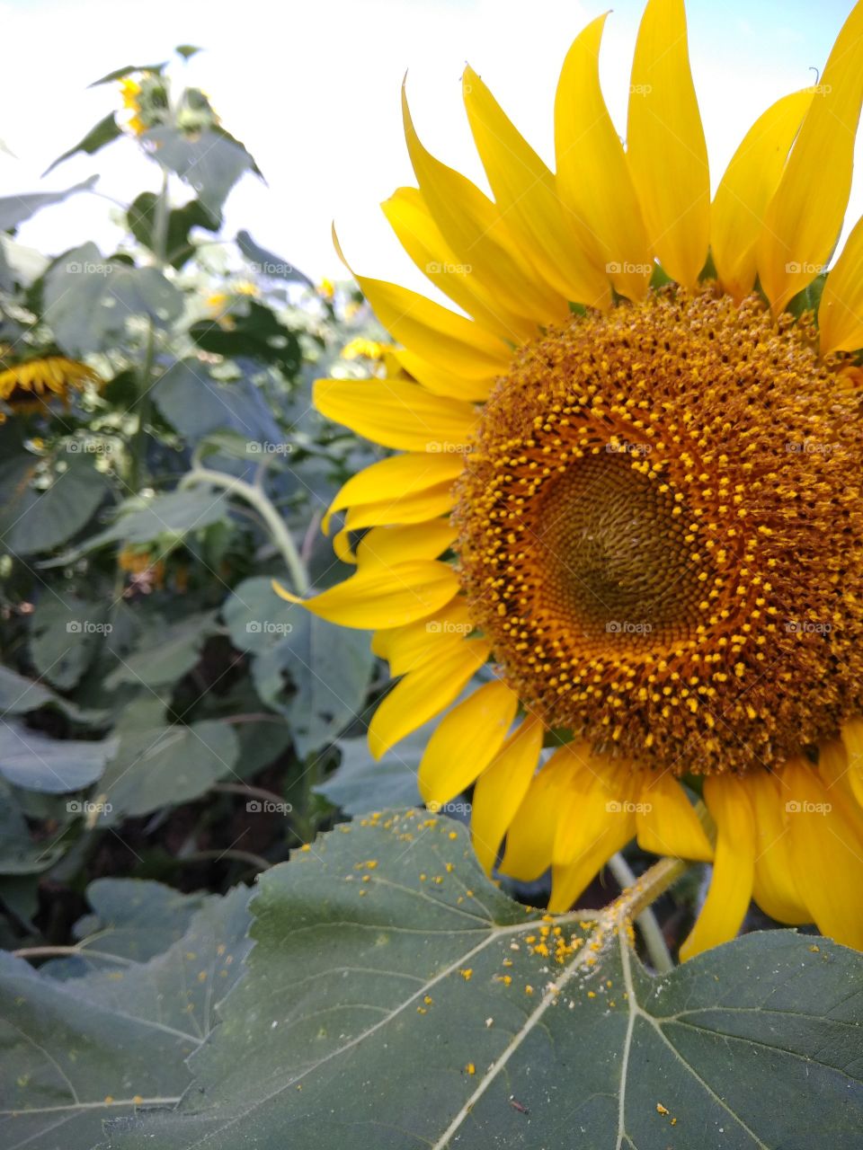 Beautiful Sunflower