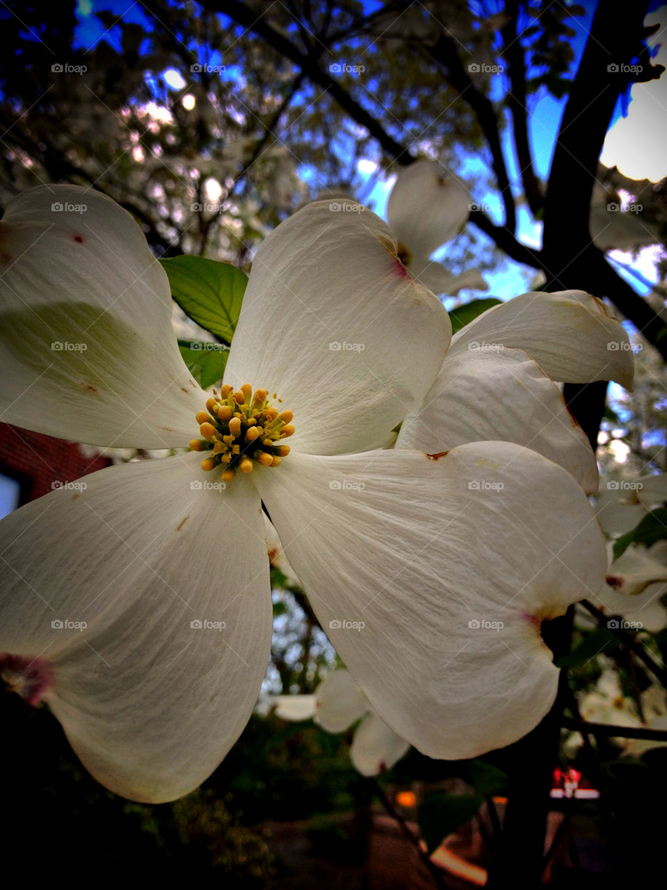 Flower