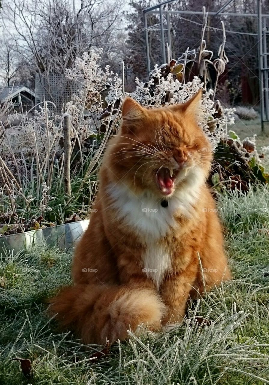 cat yawning